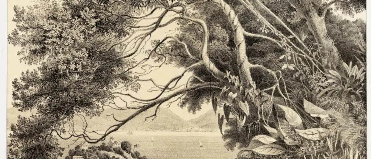 Gravura de 1847 da Flora brasiliensis de Martius: árvores e cipós sobre a baía de Guanabara