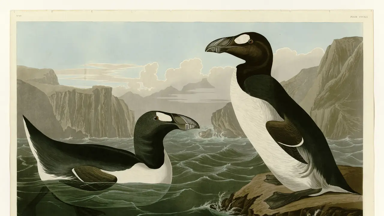 Gravura do arau-gigante, de John James Audubon: dois pássaros pretos e brancos sobre as rochas, diante do mar